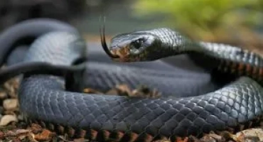 Кои са най -отровните змии в австралия