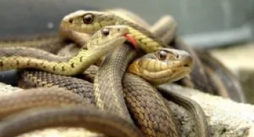 Кои змии са най -опасните в африка