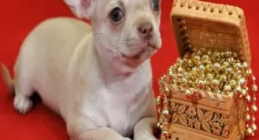 Какво chihuahua call mini: характеристики на породата