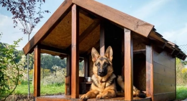 Кое куче е по -добре да влезе в частна къща