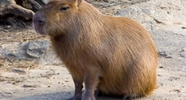 Capybara (воден превключвател)