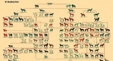 Класификация на породите кучета: групи в системата на fci