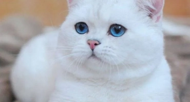 Прякори за котки на британците: примери за интересни имена