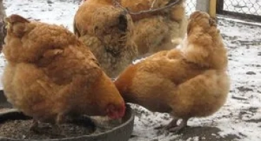 Хранене на пилешки жертви у дома от различни видове храна