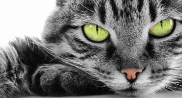 Котката е куца на задната лапа без видими щети