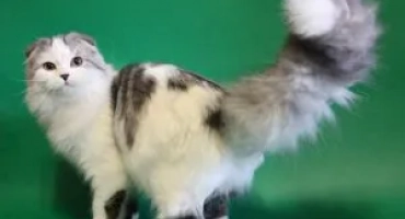 Cat highland fold: описание на породата и съдържанието