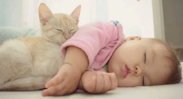 Котки и деца: най -добрите породи за дете в апартамент