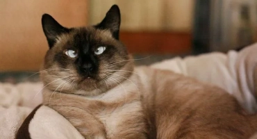 Crath -eeded cat: подробен преглед на скалите с описание