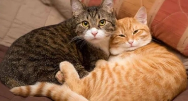 Котка или котка: кой е по -добре да влезе в апартамента