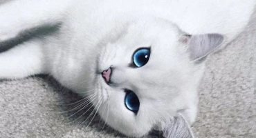 Коби котка: пораждане с красиви сини очи