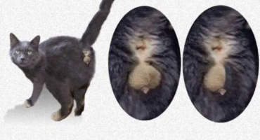 Cat cryptorch: какво е това, кастрация с крипторхризма