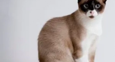 Cats snow-shu или cat-panda: всичко за породата