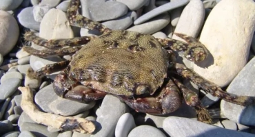 Раци на черно море