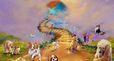 Къде стигат кучетата след смъртта, където отива душата