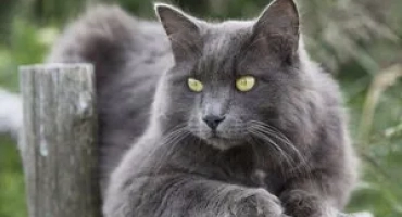 Привързани и спокойни: запознайте се с котките на nibelungs