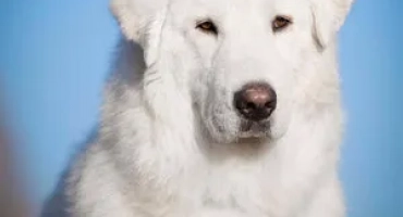 Мареммо-абруцка шепърд, кучето на марема-въплъщение на чистата сила и преданост