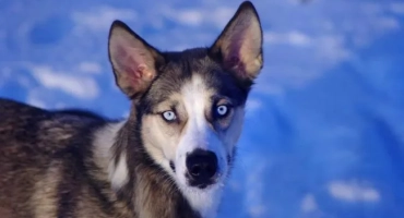 Метис (куче): какво е това, кръстове на различни породи