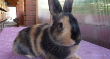 Сладък заек: най -красивите и пухкави породи в света