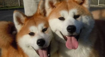 Mini akita inu (джудже): как се казва породата