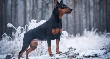 Mini-doberman (джудже): как се казва породата