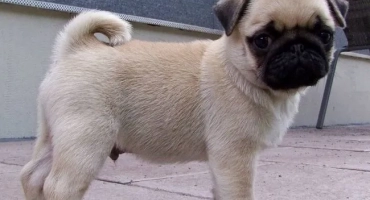 Mini pugs (джудже): описание на американската порода