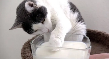 Може ли котките да бъдат мляко - примери за новородено и котета