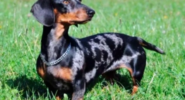 Дълго херметен мраморен дакшунд със сини очи