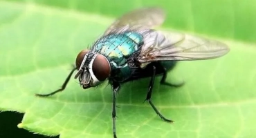 Fly (100 снимки): описание на насекомото, интересни факти, обхват, колко животи, възпроизвеждане, видове