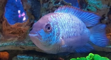 Nannakara neon blue: описание, съдържание и условия за съвместимост