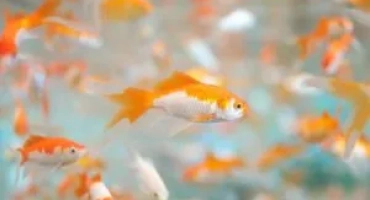 Непретенциозна аквариумна риба за заети собственици