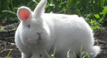 Новозеландски заек: описание на породата червени и бели видове