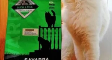 Преглед на котките savarra (savarra)