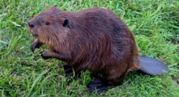 Ловен бобър, капан