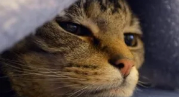 Онкология: симптоми на рак при котки