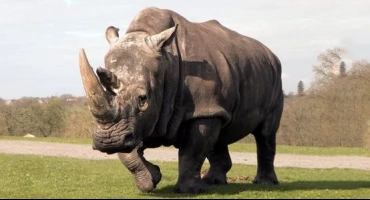 Описание на бял носорог от червената книга