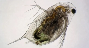 Daphnia описание: хълмове, възпроизвеждане и лайфстайл рака