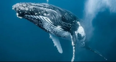 Описание на гърбавия кит от червената книга