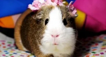 Описание и снимки на най -често срещаните скали на морски свинчета