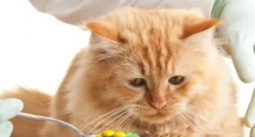 Описание и характеристика на хапчета от червеи за котки (списък)