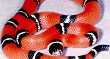 Описание, начин на живот и съдържанието на млечната змия в терариума
