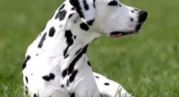 Описание на далматинската порода - елегантни и безстрашни хрътки