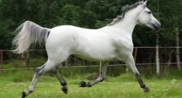 Oryol trotter: описание, грижи и хранене