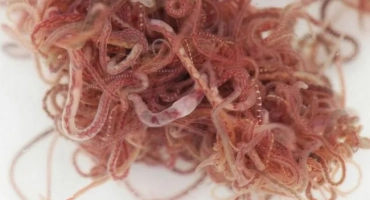 Характеристики на разреждане и съхранение на обикновена тръба