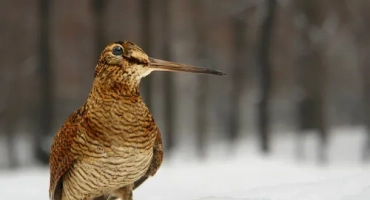 Откриване на пролетния лов в република чуваш през 2019 г