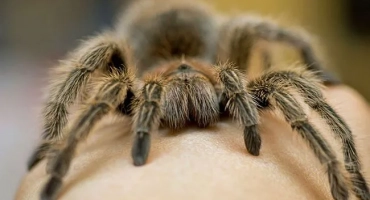 Spider-piceice: описание и съдържание у дома