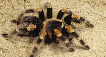 Spider-piceice: съдържание у дома, храна и поведение
