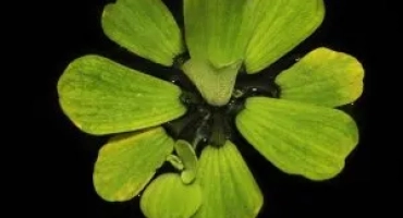 Pistia в аквариума: поддръжка и грижа