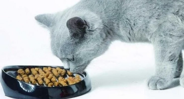 Защо котка се излива след суха храна