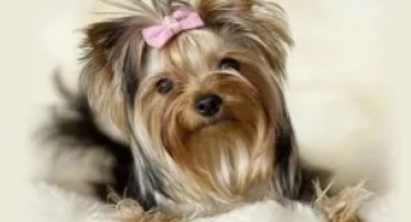 Подходящи прякори за йорк