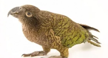 Parrot kea: как изглежда, къде живее, какво яде